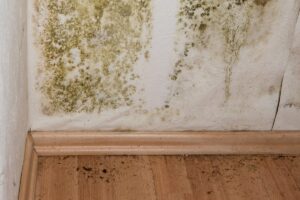 Mold Removal in Vancouver, WA: How to Choose the Right Solution